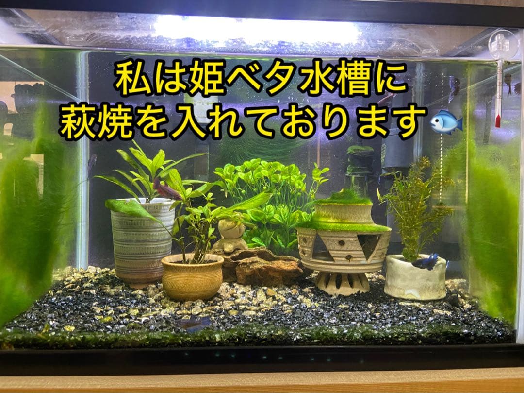 萩焼 蓮光山3代目 徹千代作品 【萩飛魚隠れ家】 新作 登窯