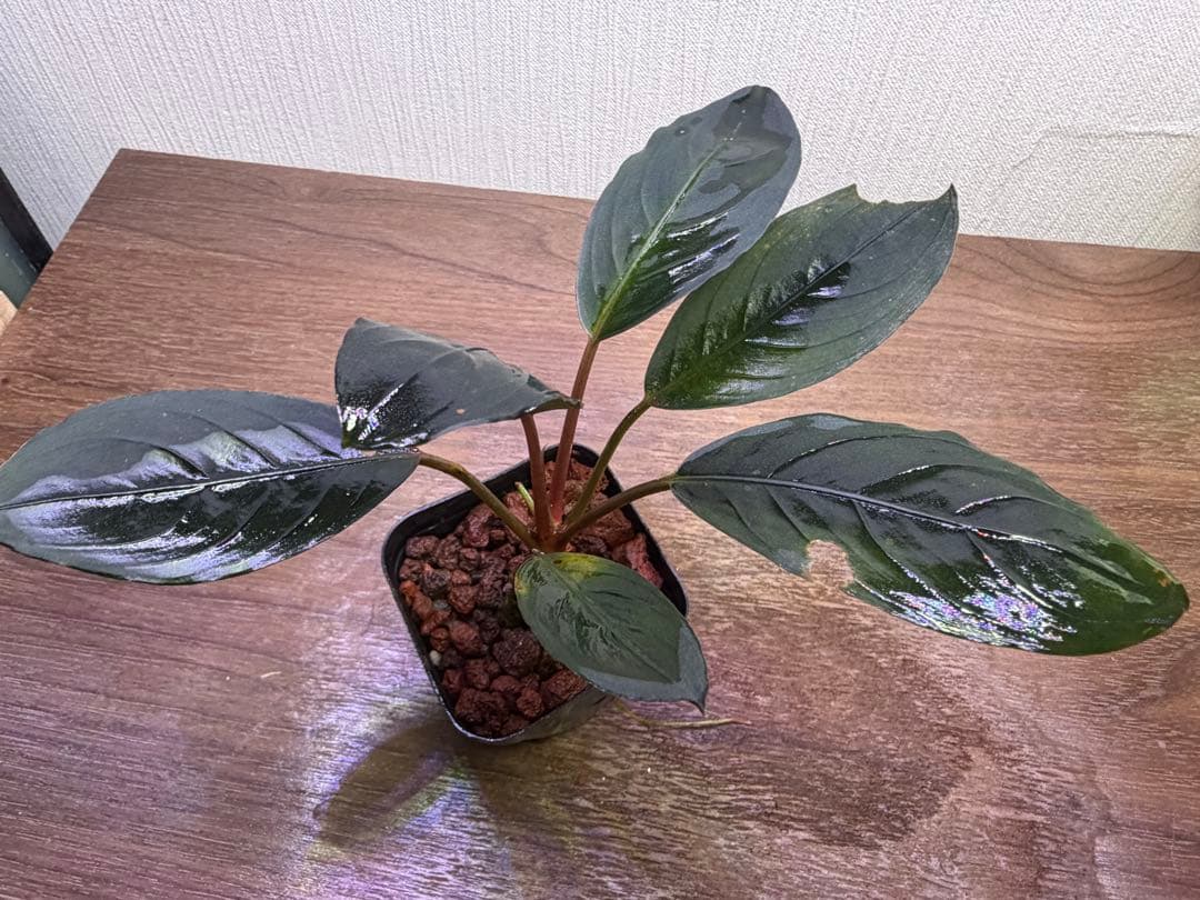 ブセファランドラでBucephalandra Kishii