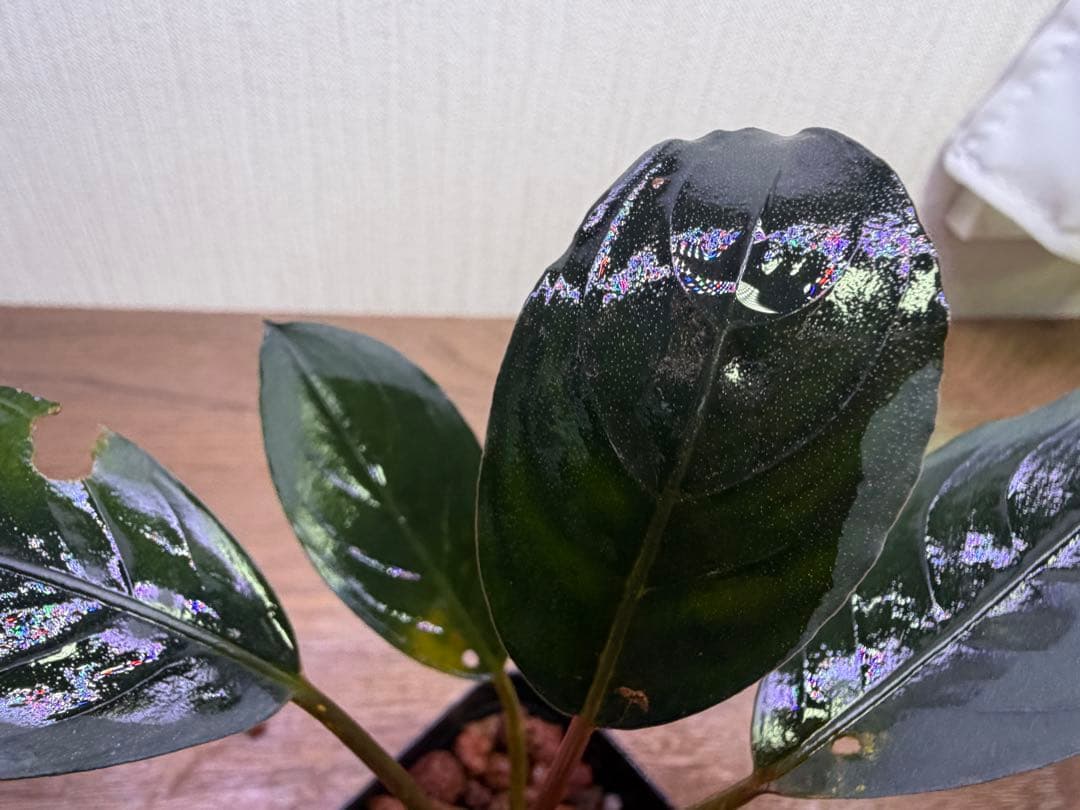 ブセファランドラでBucephalandra Kishii