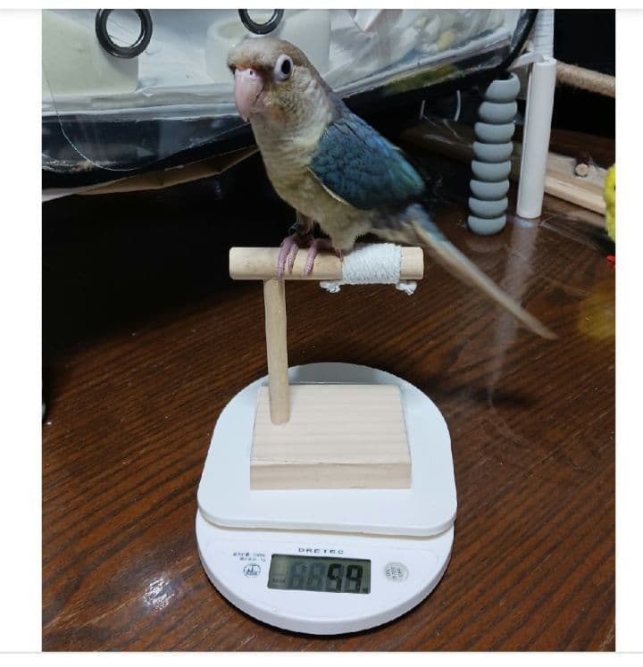 T45　☆　中型インコ　止まり木　Tパーチ　☆　オカメインコちゃん用　スタンド