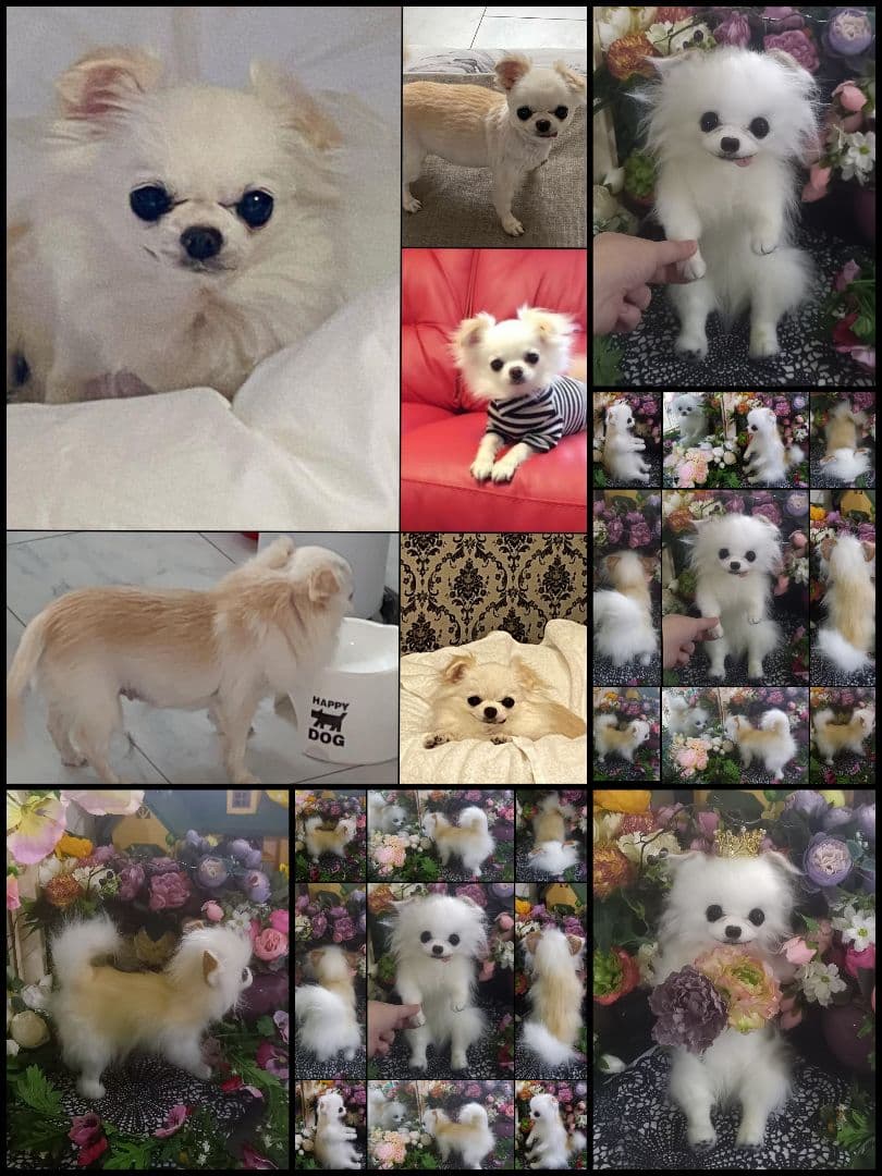 オーダー受付中♥️  チワワ　犬　ペットロス　実物大　ぬいぐるみ　カズコオガワ