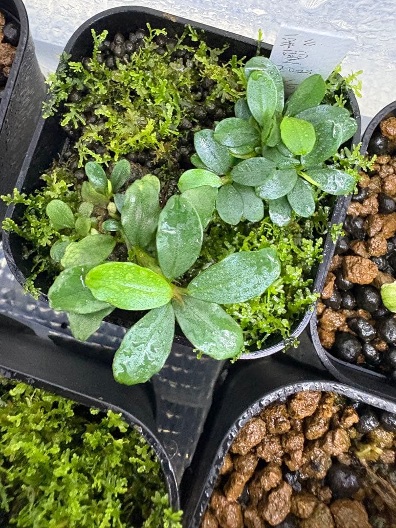 ブセファランドラ sp（銀葉） 1株